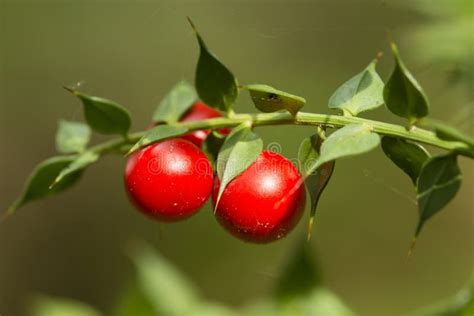 Butcher s Broom shrub stock image. Image of aculeatus - 38577891