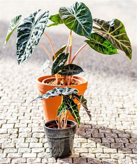 Alocasia Cuprea Red Secret Pr M R Cm Alok Sie Alok Zie Gardners