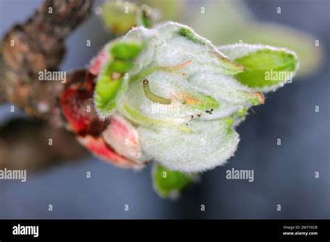 Winter Moth Operophtera Brumata And Apple Blossom Damaged By A