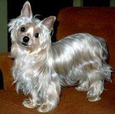 8 Blue and gold yorkie puppies ideas | yorkie, yorkie puppy, puppies