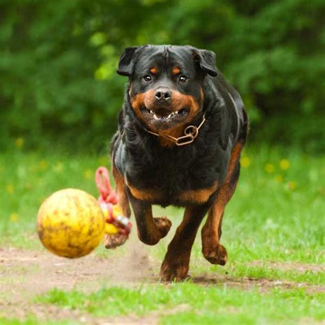 Get To Know The Rottweiler Rough Ready And Friendly Dogster