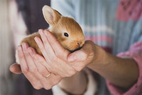 Conejos 10 curiosidades que te sorprenderán Besfarm