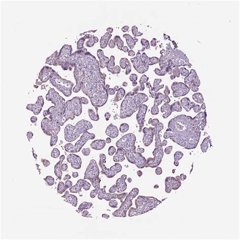 Tissue Expression Of Mme Staining In Placenta The Human Protein Atlas