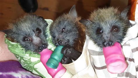 Flying Foxes Are Falling Out Of The Sky Due To The Bushfires Drought And Heat Southern