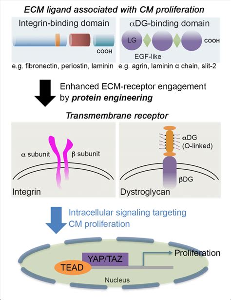 The Schematic Showcases An Example Of Integrin Binding Domain Such