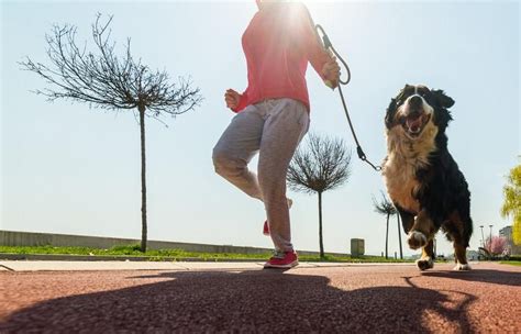 Como Empezar A Correr Con Tu Perro Consejos Fundamentales