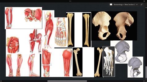 KINES PRACTICAL 4 Diagram Quizlet