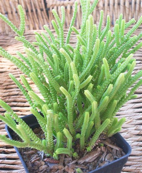 Crassula Muscosa Watch Chain Succulent By Thesucculentgarden