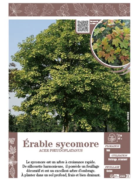 ACER PSEUDOPLATANUS voir ÉRABLE SYCOMORE