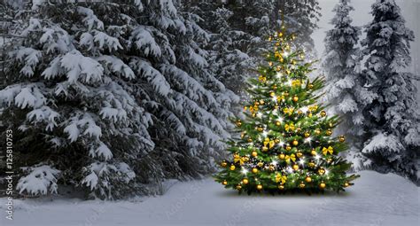 Weihnachtsbaum Im Wald Foto De Stock Adobe Stock