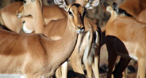 Mejores Circuitos Y Viajes D As En Parque Nacional Kruger Tourradar