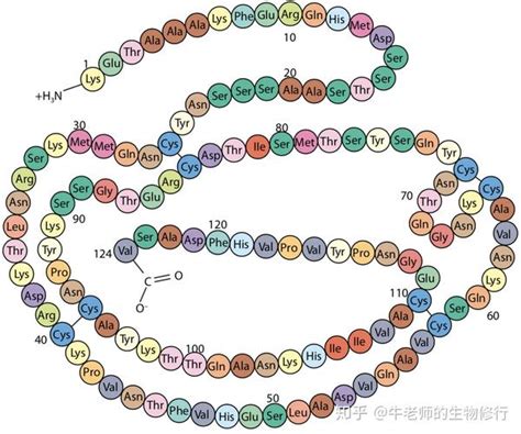 蛋白质和酶 Protein And Enzyme 知乎