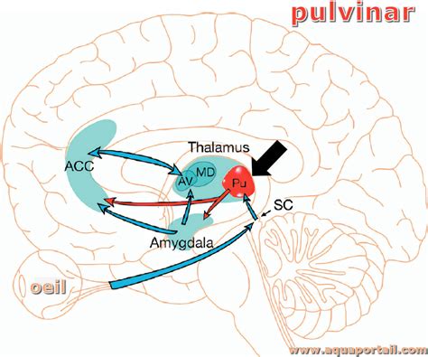 Pulvinar D Finition Et Explications Aquaportail