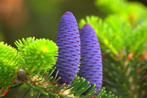 Korean Tree Abies Fir Seeds 30pcs - Pure Bonsai