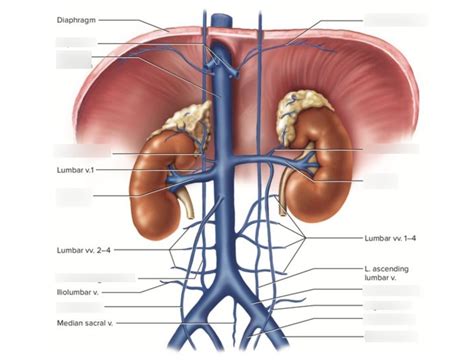 Abdominal Veins Diagram | Quizlet