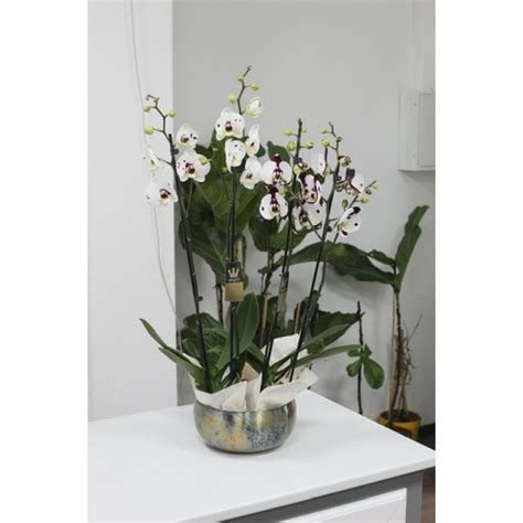 Стильные тигровые орхидеи в золотом кашпо