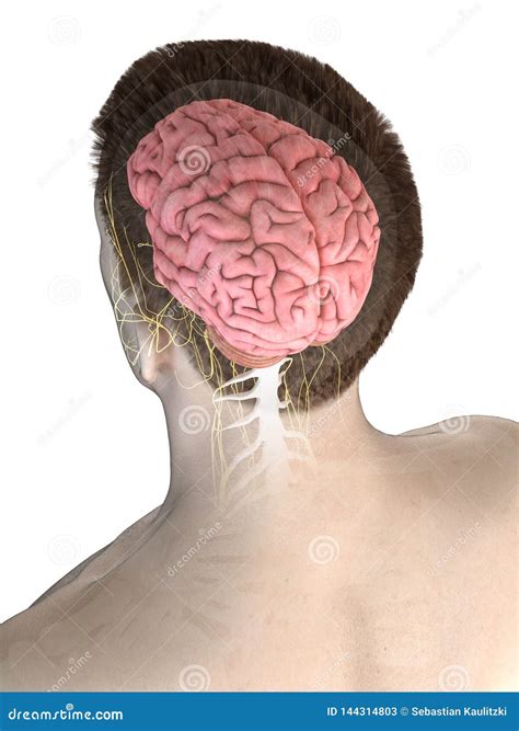 A Mans Brain Stock Illustration Illustration Of Encephalon