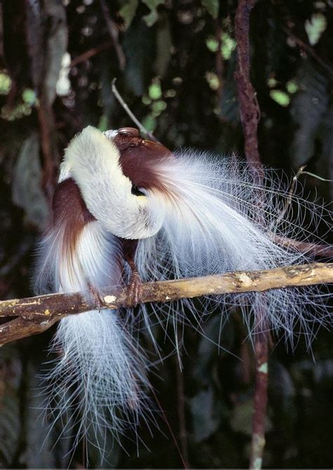 Most Terrifying Amazing Creatures On Earth Emperor Bird Of