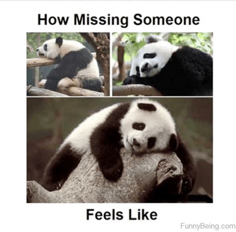 30 Of The Funniest And Cutest Panda Memes On The Web Cute Panda Panda Panda Eyes