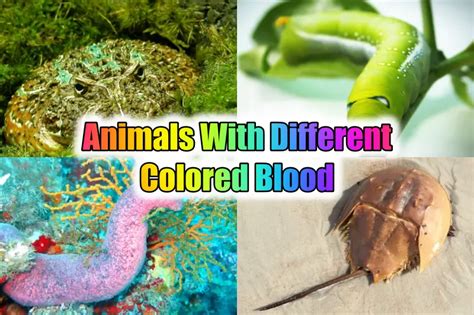 20 Mind Blowing Animals With Different Colored Blood 2023 Howitsee