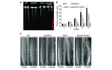 The Short Root Phenotype In Triple Mutants A Primary Roots In Wt