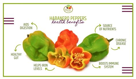 Habanero Peppers Benefits Vega Produce Eat Exotic Be Healthy