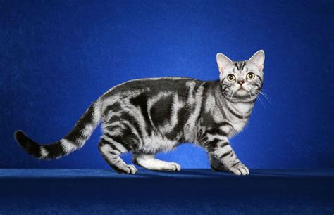 Feline Find: How the Tabby Cat Got Its Stripes | Live Science