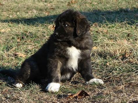 Karakachan (Bulgarian Shepherd) Info, Temperament, Puppies Pictures ...