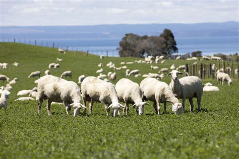 Southern Cross New Zealand Sheepbreeders Association