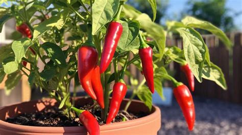 How To Grow Fresno Chili Peppers The Ultimate Guide Chili Craze