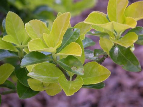 Photo Of The Leaves Of Golden Euonymus Euonymus Japonicus