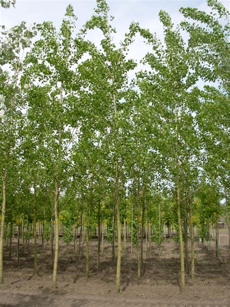 Populus ×canadensis Robusta False Lombardy Poplar Van Den Berk