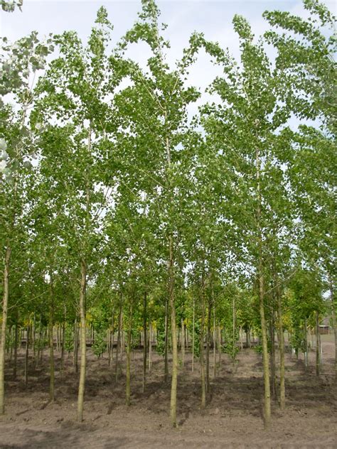 Populus Canadensis Robusta Canada Populier Cv Van Den Berk