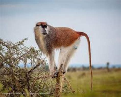 150 Years After Being Discovered African Monkey With Handlebar