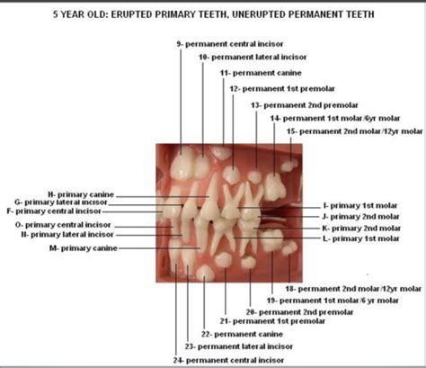 Tooth Eruption Visual Flashcards Quizlet