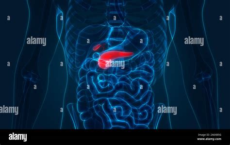 Pancréas d organe interne humain avec vésicule biliaire Anatomie Photo