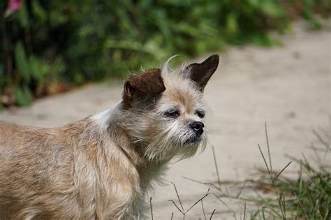 8 Brussels Griffon Mixes (With Pictures) – Dogster