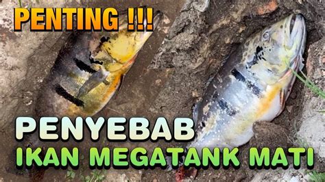 Penting Ini Penyebab Ikan Predator Di Megatank Mati Youtube