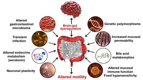 What Causes Ibs And The Surprising Bowel Bladder Connection Tye Medical