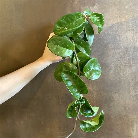 Hoya ‘krinkle 8 Grow Urban