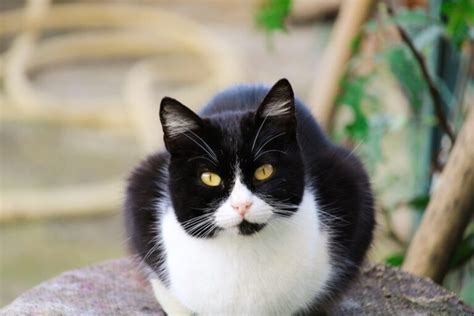 Tuxedo Cat Info Pictures Care Guide Temperament Pangovet