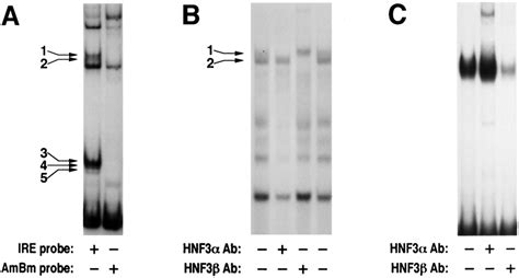 Emsa Studies Of Ire Binding Proteins In Hep G2 Wce Complementary 33 Bp