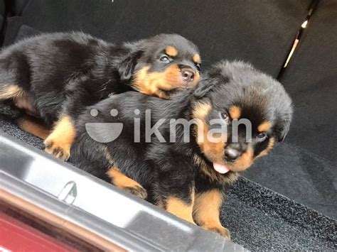 Rottweiler Puppy In Negombo Ikman