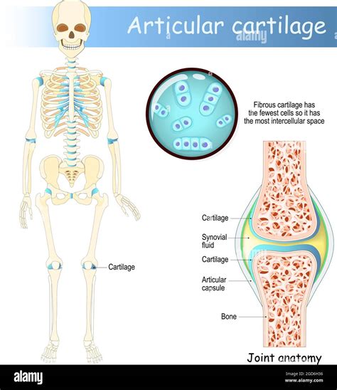 Fibrocartilage Diagram