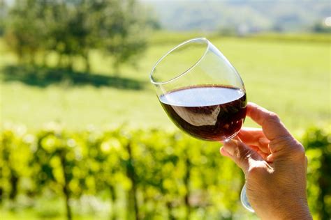 Una guía con todo sobre los vinos de Tempranillo El Blog de Gourmet