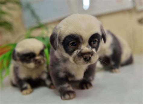 20 Cachorros Que Parecen Osos De Peluche