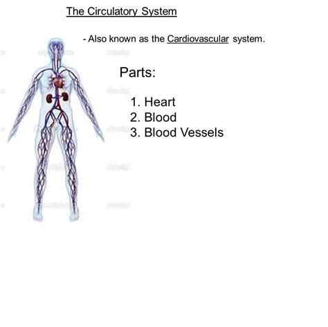 Parts Of The Cardiovascular System