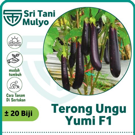 Jual 20 Biji Benih Terong Ungu YUMI F1 Cap Panah Merah Benih Terong