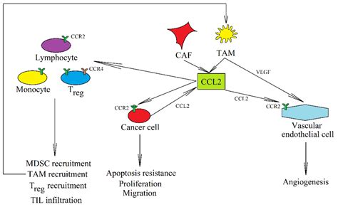 Ijms Free Full Text Cc Chemokines In A Tumor A Review Of Pro