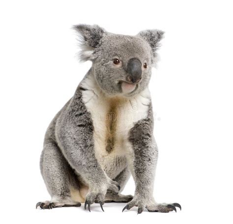 Koala Bear Againts White Background Stock Image Image Of Adorable